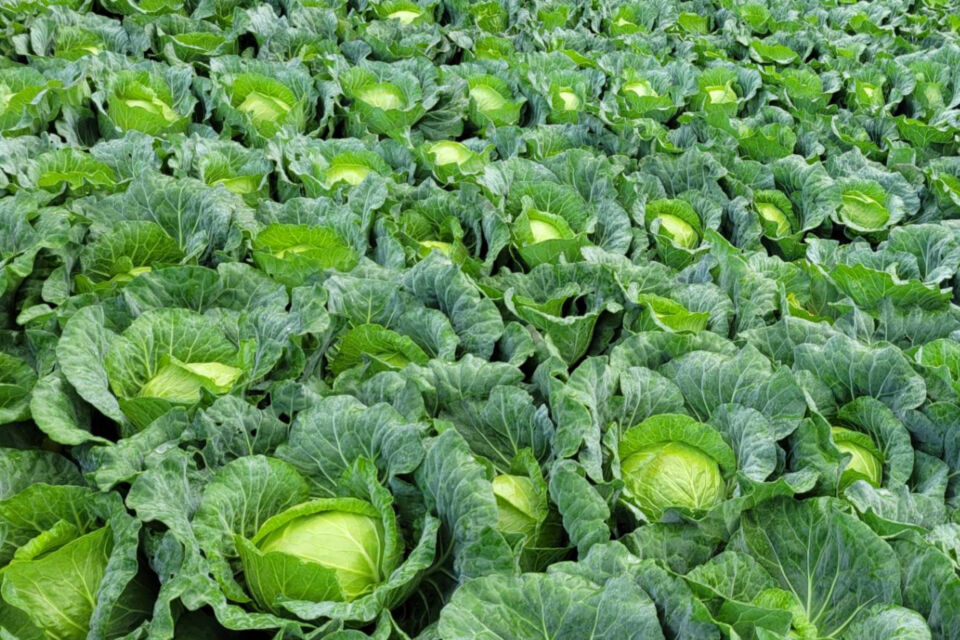 日本一のキャベツ産地・群馬県嬬恋村が挑む「Cab Tech嬬恋」