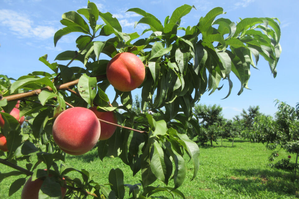 長野県須坂市の発祥フルーツ“ワッサー”をブランド化して全国へ