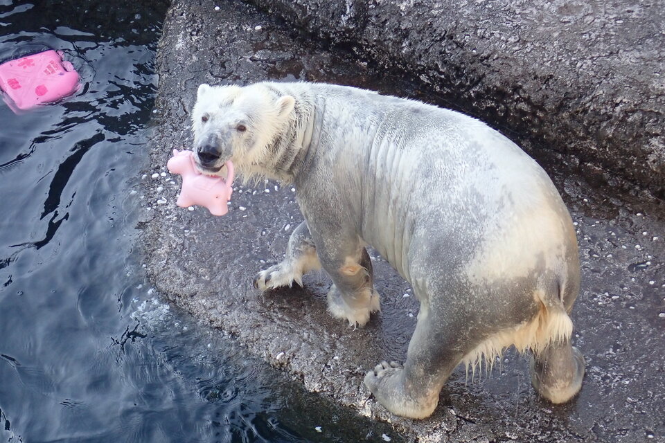 とくしま動物園ホッキョクグマ「ポロロ」