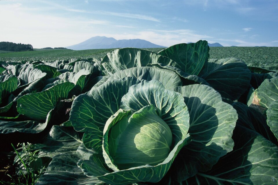 畑で大きく育ったキャベツ
