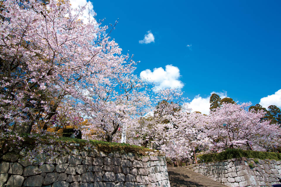 桜が咲き誇る舞鶴公園の高鍋城の石垣