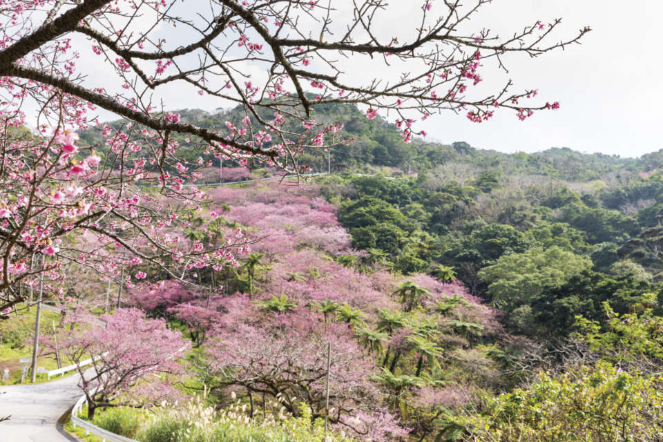 八重岳の寒緋桜