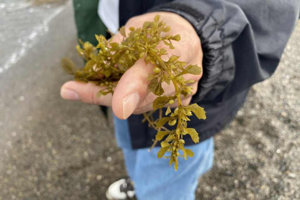 磯焼けが進む海で、再生の鍵となる海藻