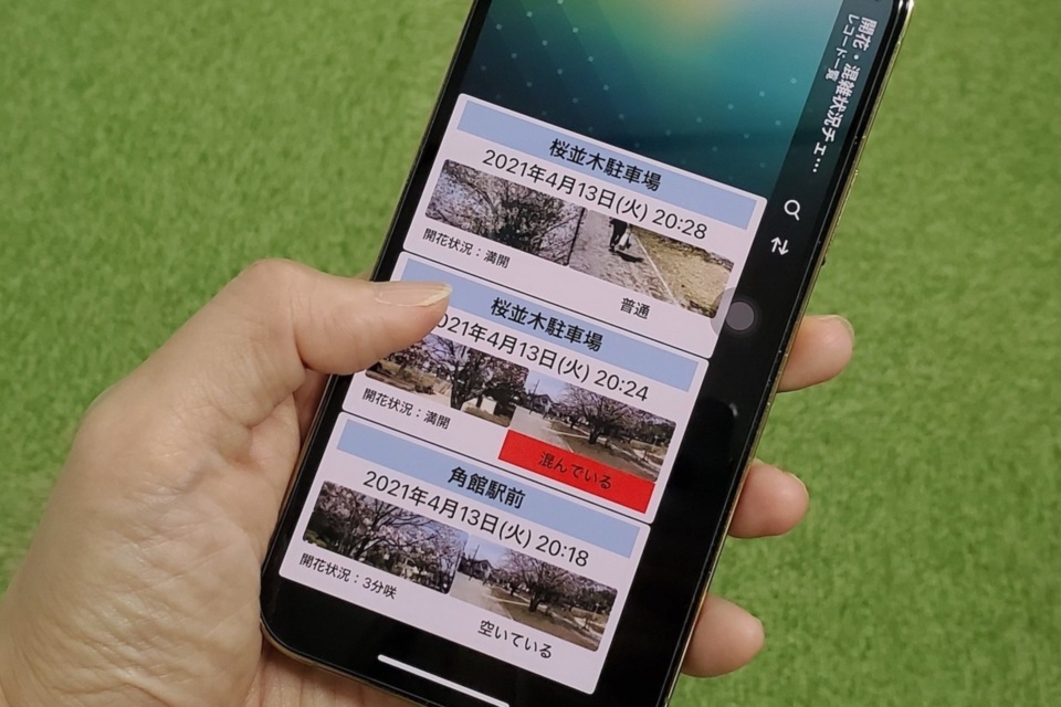 仙北市では桜の開花状況を確認できるアプリを開発