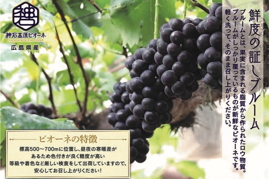 標高500〜700mの高原が生み出す寒暖差により、真っ黒に色づいたピオーネ