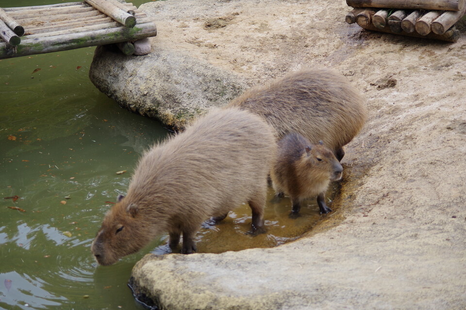 水辺でくつろぐカピバラの親子