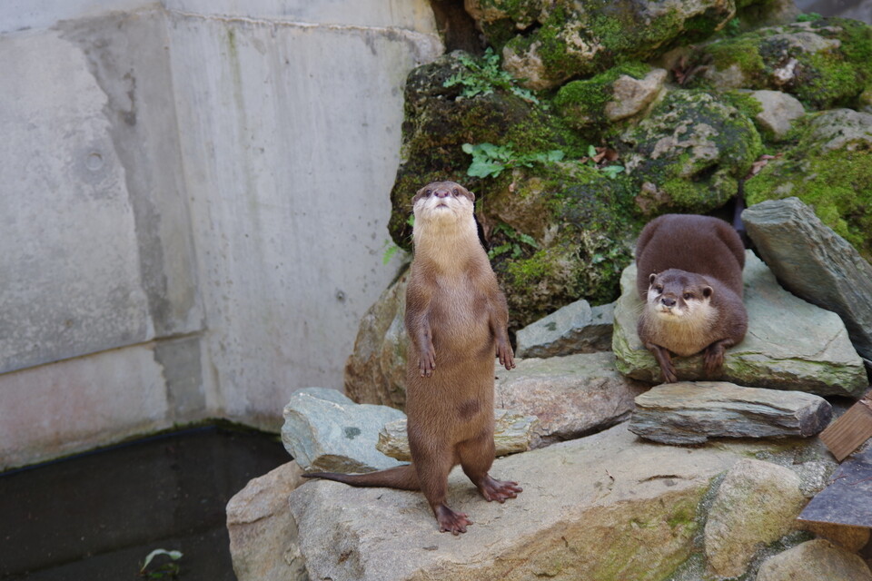 岩に立つなど多様な姿を見せるコツメカワウソ
