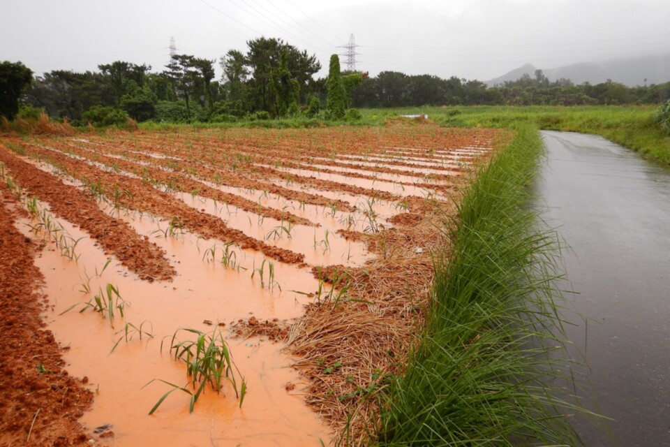 畑からの赤土流出を防ぐグリーンベルト