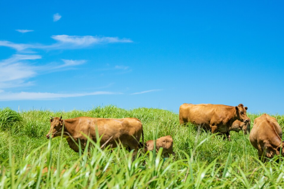 阿蘇の草原で放牧されているあか牛。野焼きで維持される草原と畜産が共生する風景