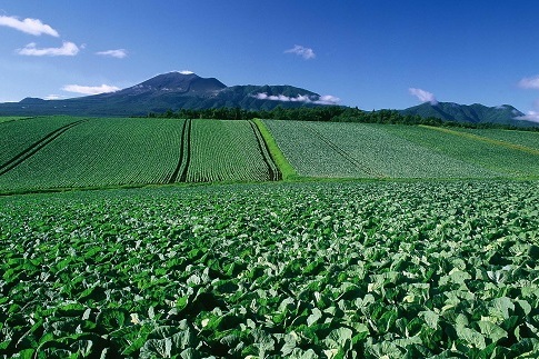 キャベツ畑と、その奥にそびえる浅間山