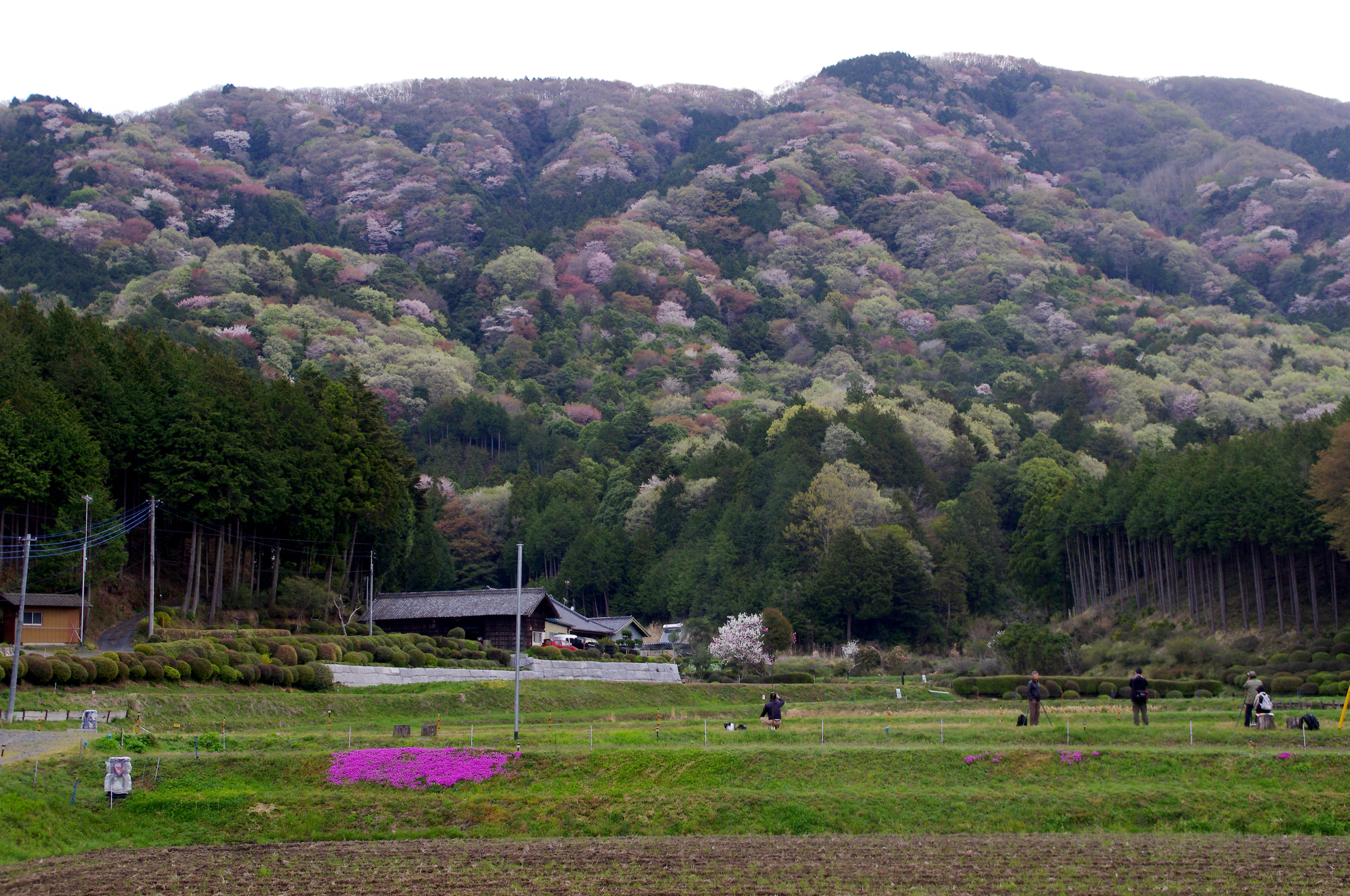 桜川市のロゴ