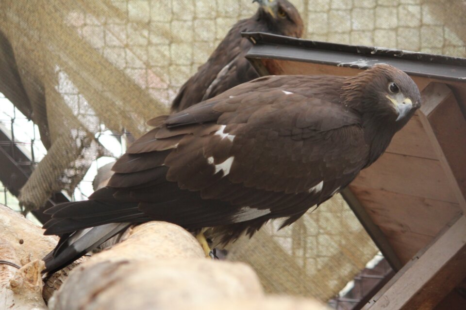 イヌワシの子が独り立ち