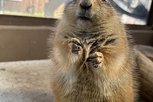 今年の動物園の顔が決まりました。