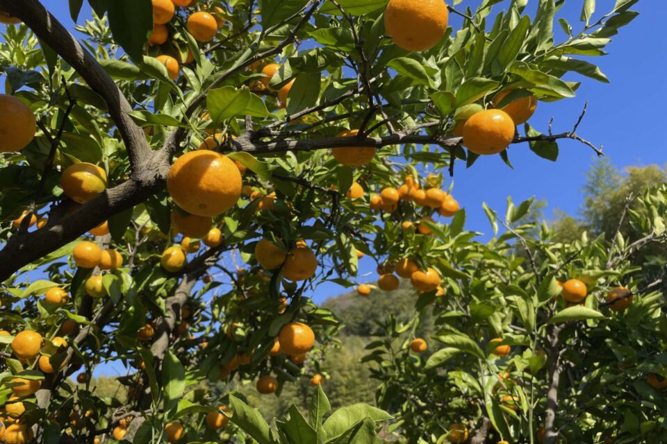 なぜ寄附を募るのか 画像