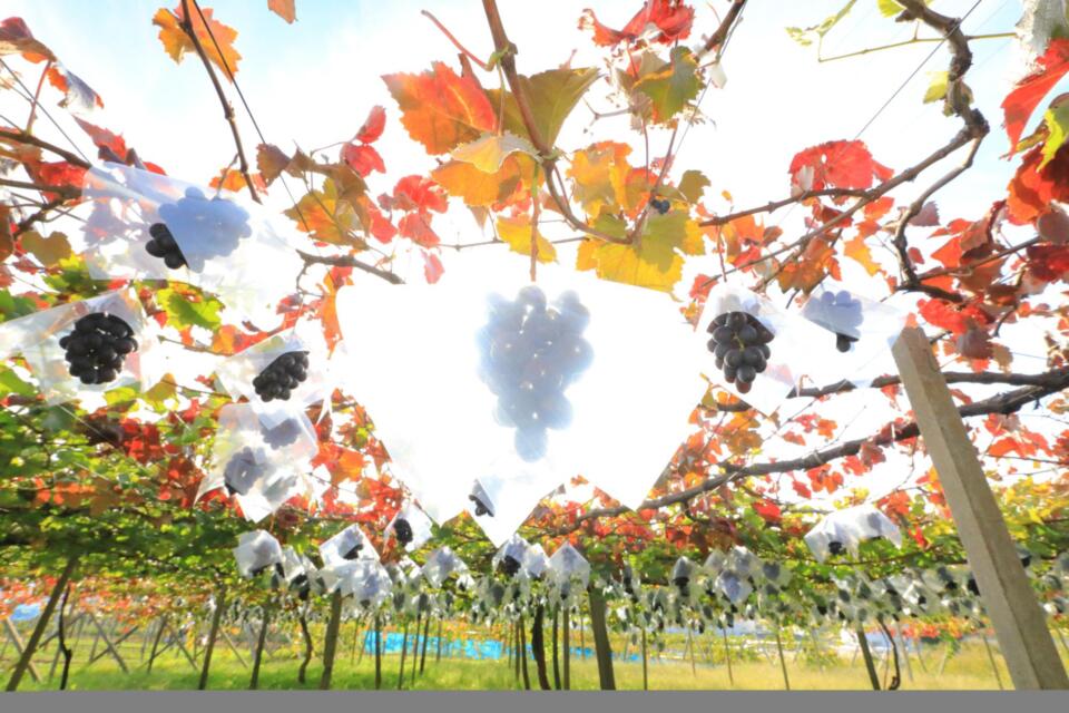 なぜ寄附を募るのか 画像