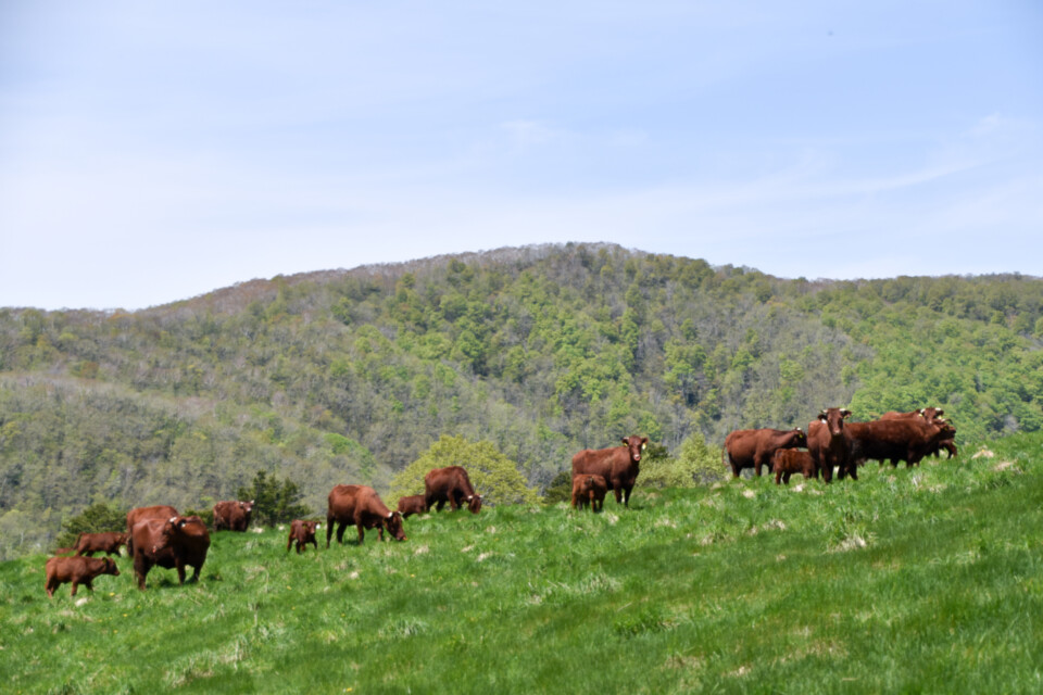 なぜ寄附を募るのか