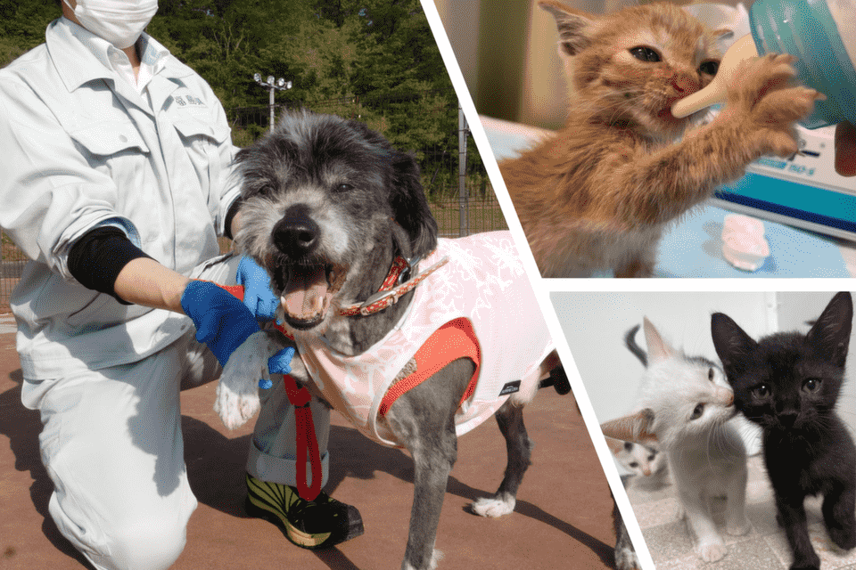 なぜ寄附を募るのか 画像