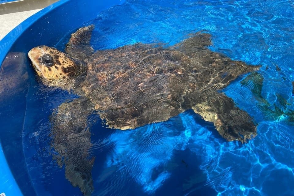 なぜ寄附を募るのか 画像