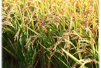 なぜ寄附を募るのか 画像