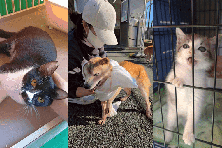 なぜ寄附を募るのか 画像