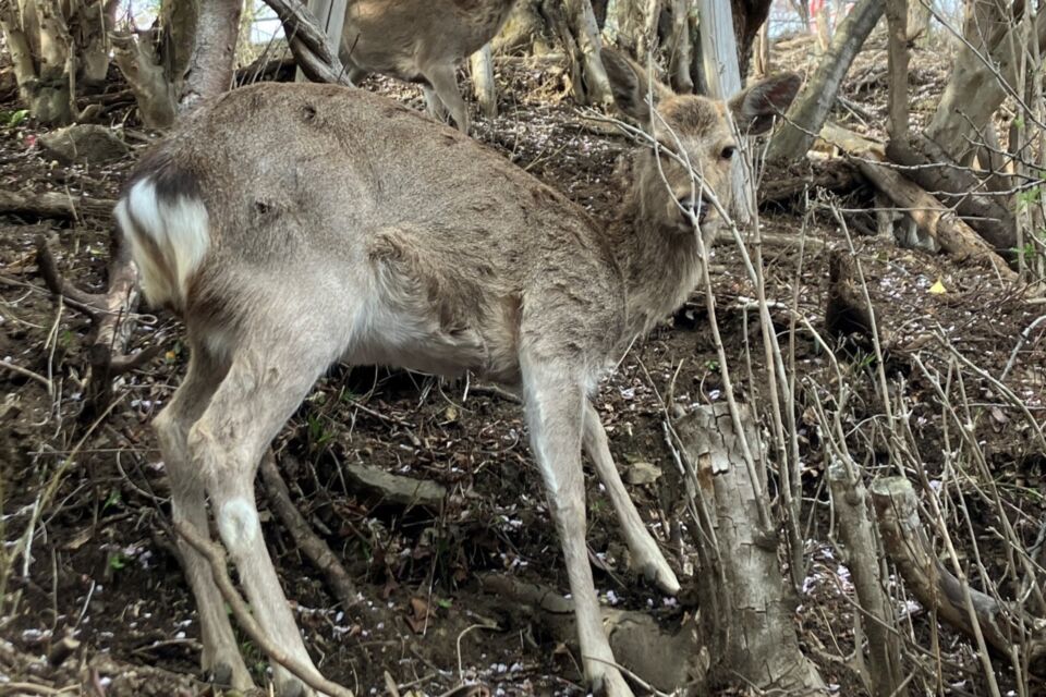 メッセージ画像