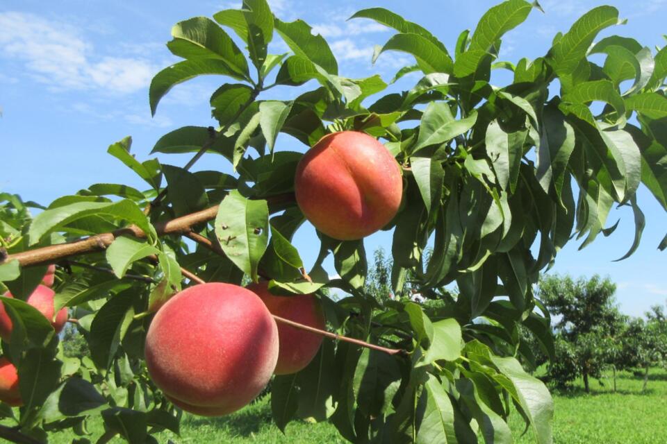 メッセージ画像