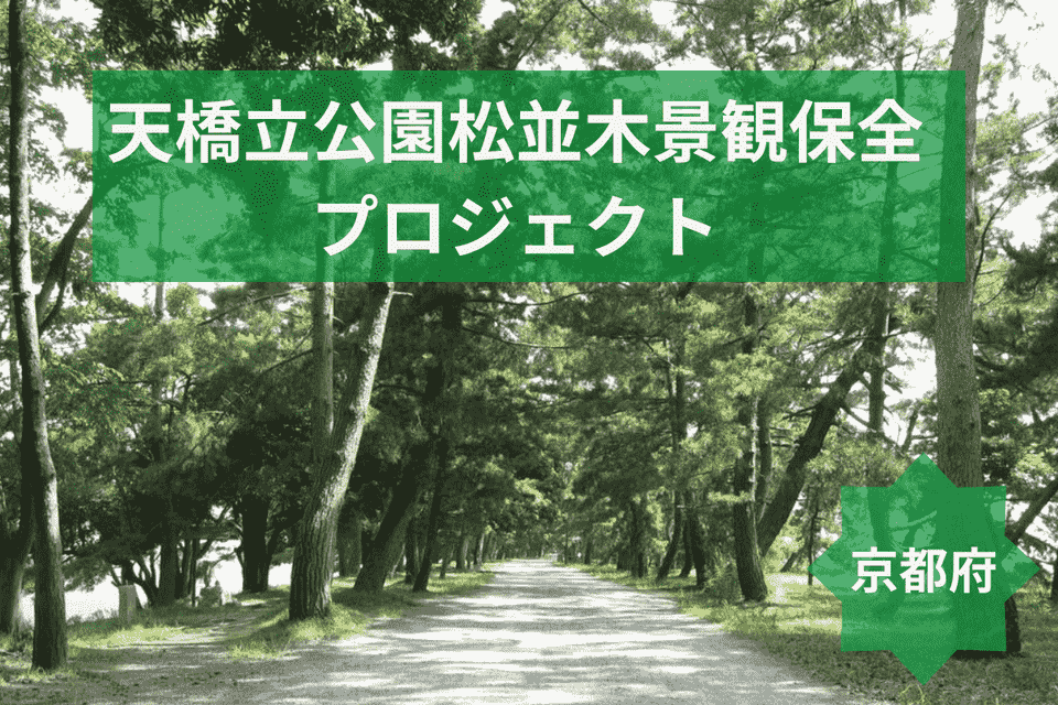 京都府 天橋立公園松並木景観保全プロジェクト | たからとなかま