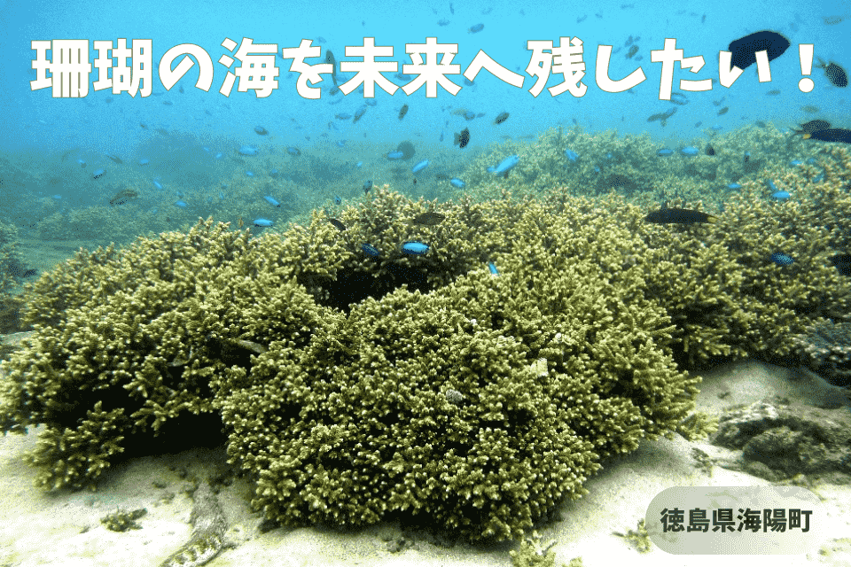 竹ケ島海域公園魅力化プロジェクト