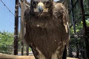 イヌワシを増やすプロジェクト（須坂市動物園）