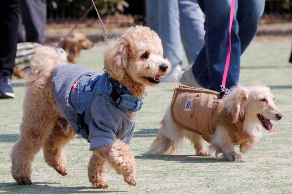 しおさい公園ドッグラン施設整備事業