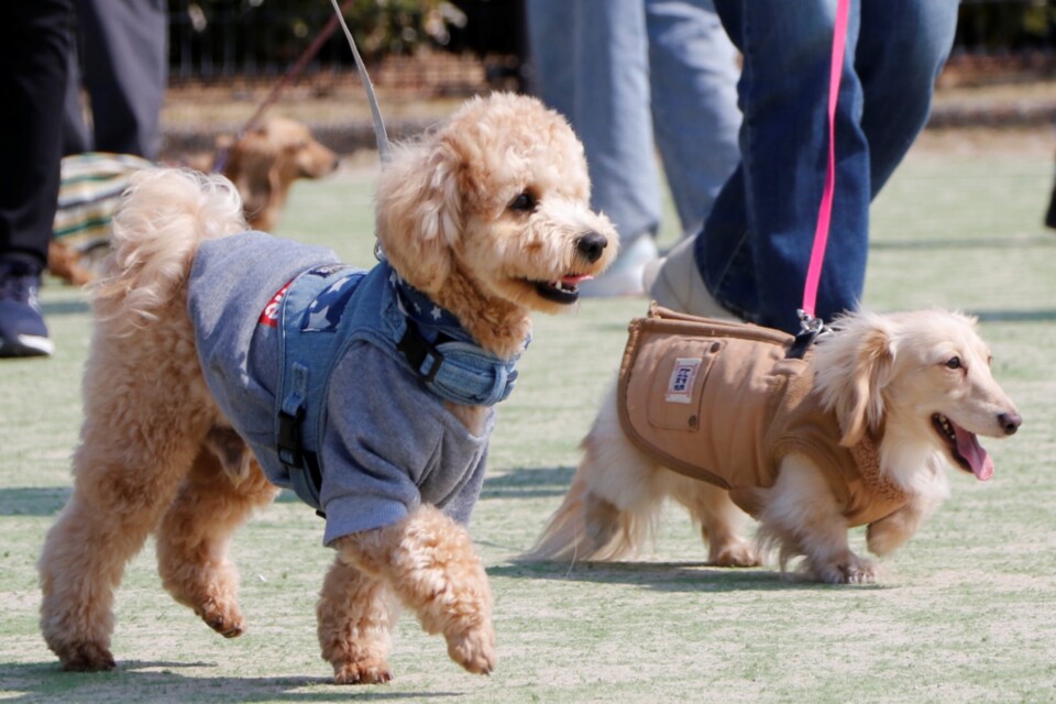 しおさい公園ドッグラン施設整備事業