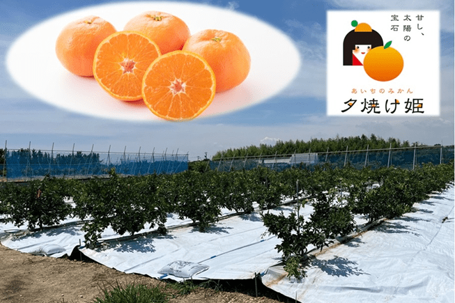 かんきつ（夕焼け姫）栽培・調査研究事業