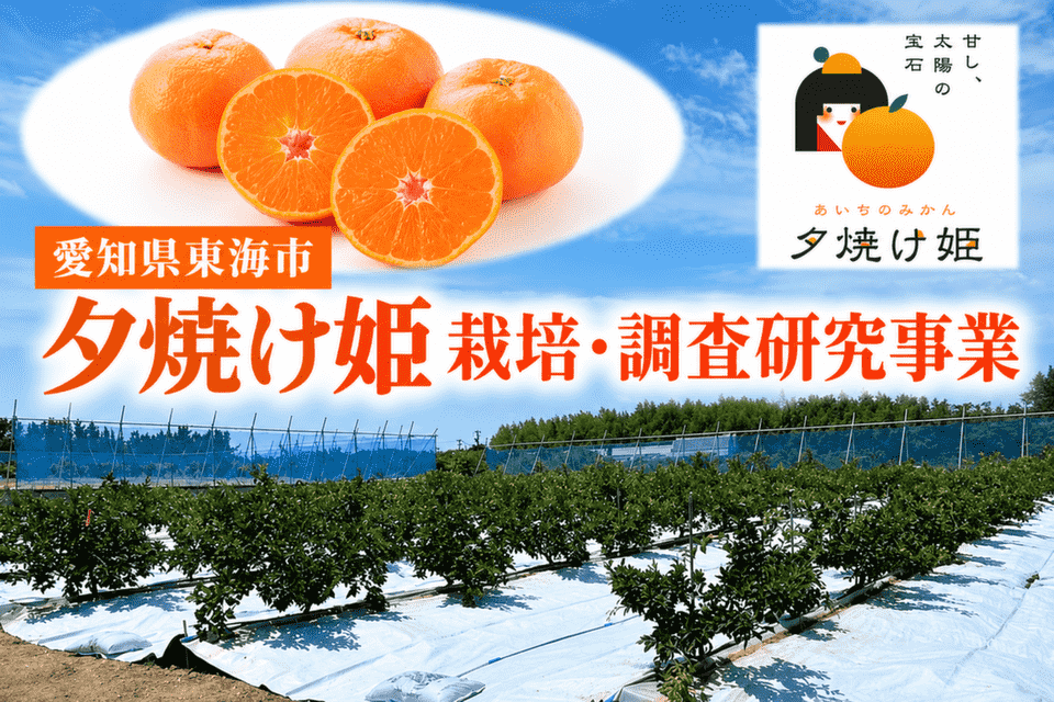 かんきつ（夕焼け姫）栽培・調査研究事業