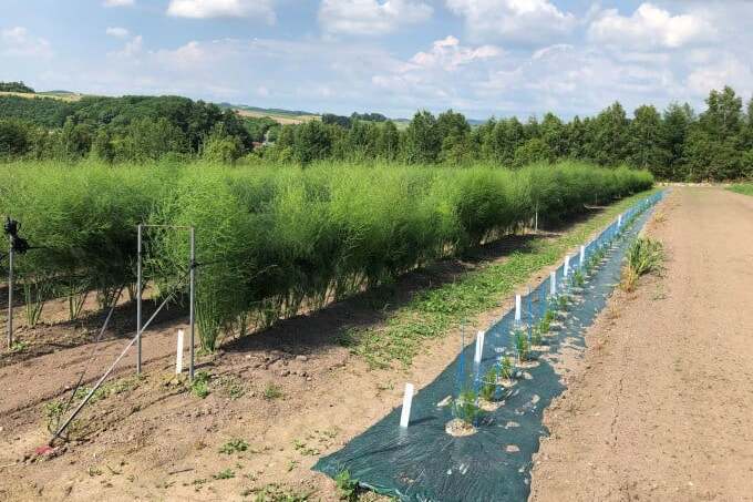 幻のアスパラ「ラスノーブル」再生プロジェクト