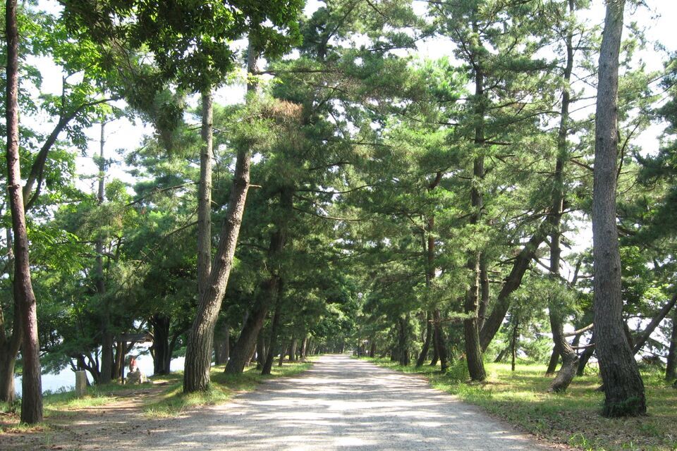 松並木 京都府 天橋立公園松並木景観保全プロジェクト | たからとなかま