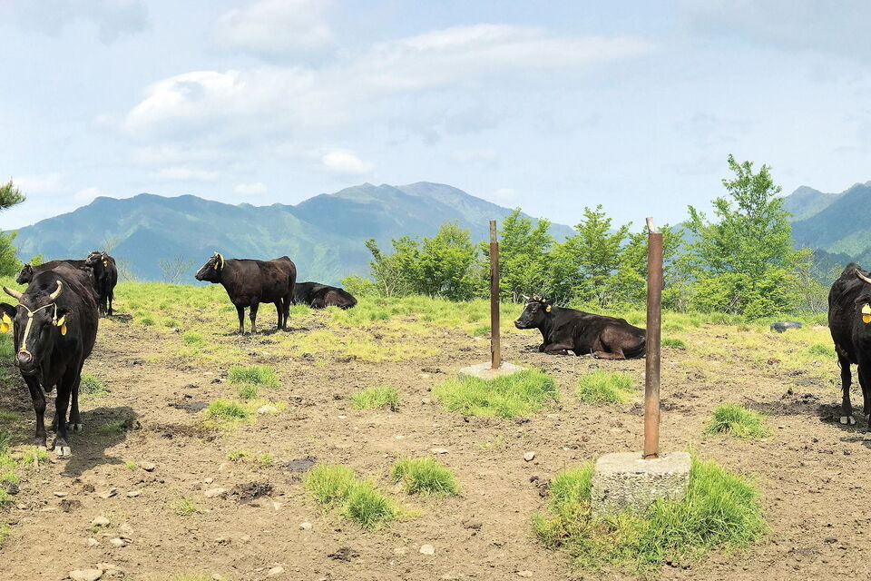 幻の黒毛和牛をブランディング！「大川黒牛」飼育数増頭プロジェクト