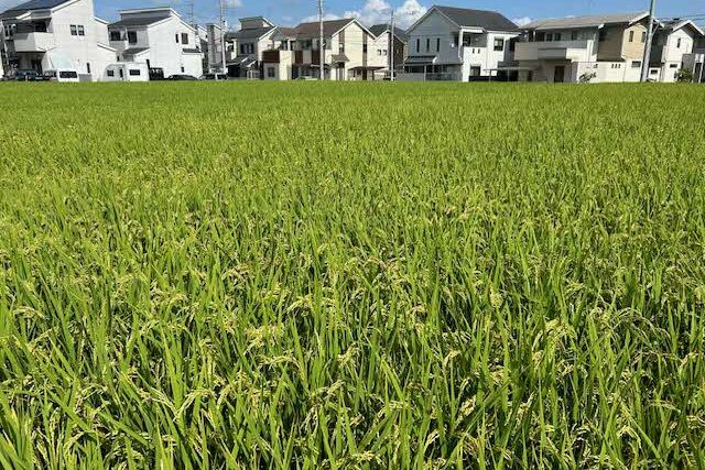 【給食費物価高騰対策事業】物価高騰のため子どもたちの給食にご支援を！