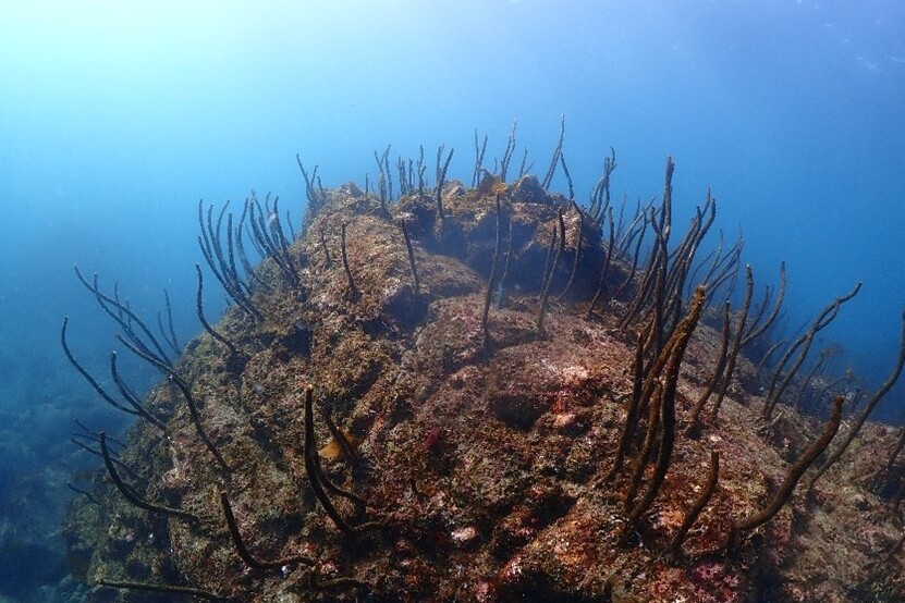 藻場をおこす、未来をつくる
