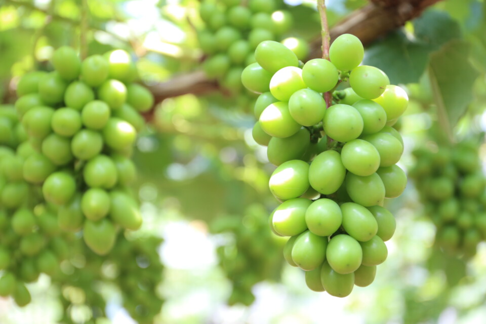 デジタルイラストマップ制作～現代版時津街道を軸とした観光プロジェクト～