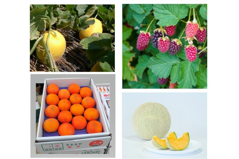 いいものいっぱい！ 高島を全国・世界に売り出すプロジェクト