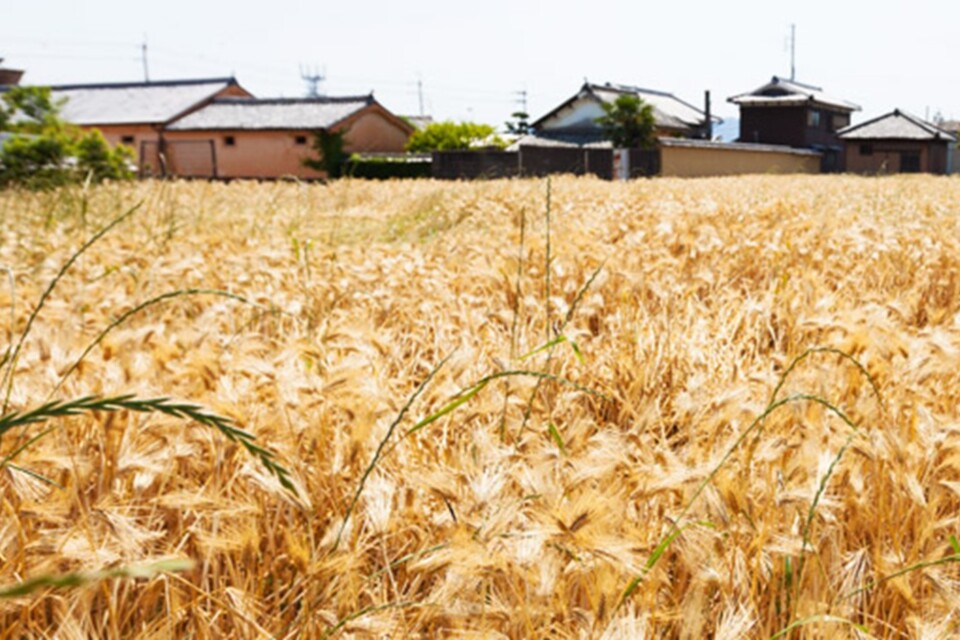福崎町の特産品「もち麦」を使用した商品開発に向けて