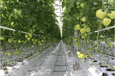 地域における仕事づくり事業