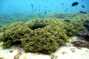 竹ケ島海域公園魅力化プロジェクト