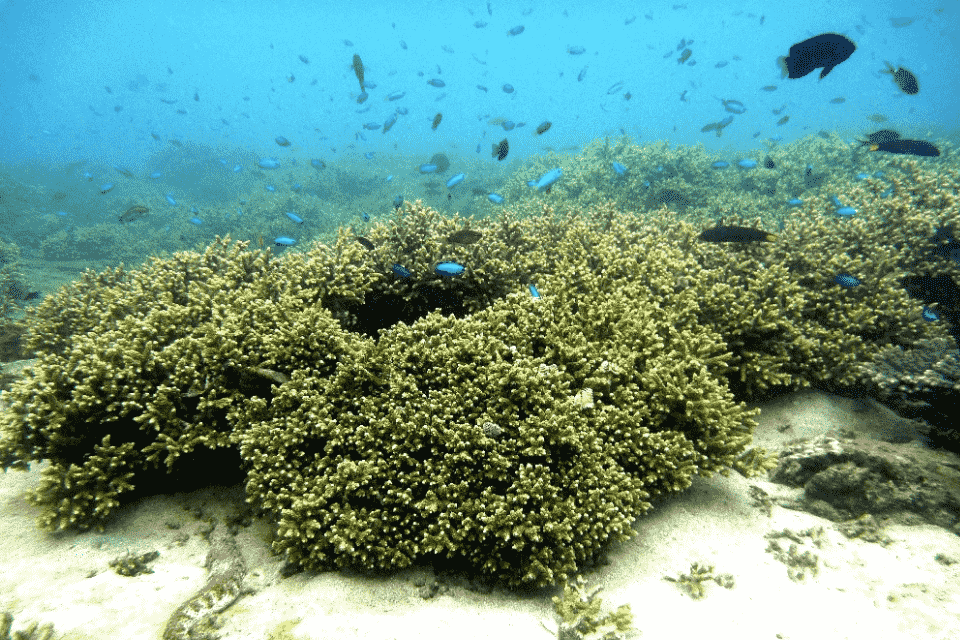 竹ケ島海域公園魅力化プロジェクト
