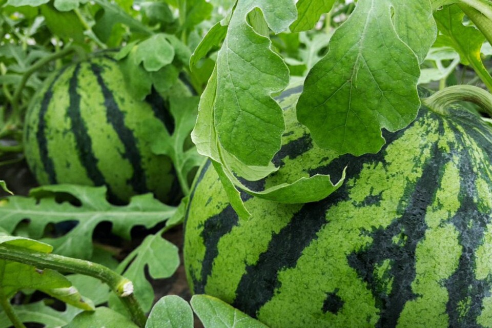 タウンプロモーションプロジェクト