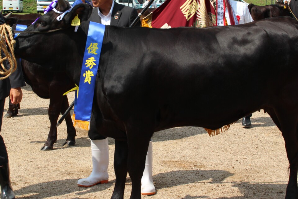 赤と黒のプロジェクト推進事業