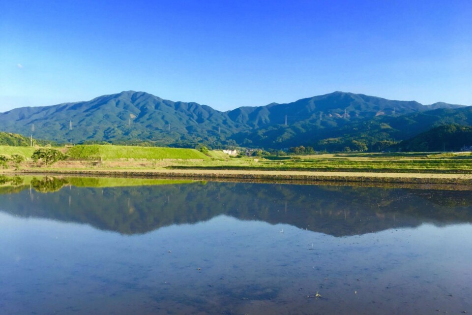 すくすくかまっこ祝金