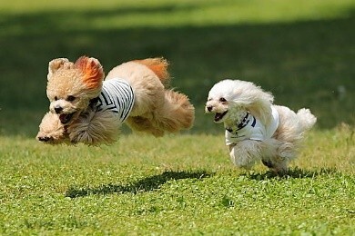 子どもとペットがもっと安心して遊べる体育館とドッグランを作りたい！