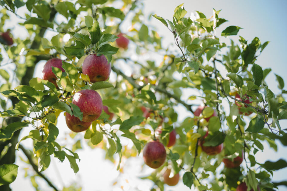 新規就農支援事業