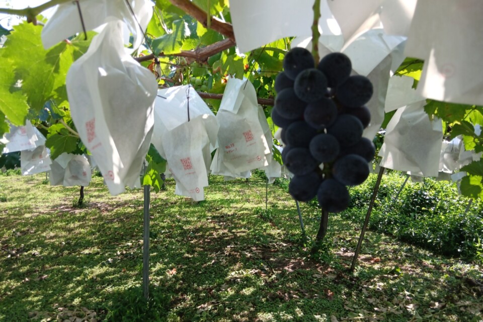 ブドウ栽培を増やし新規就農を呼び込む